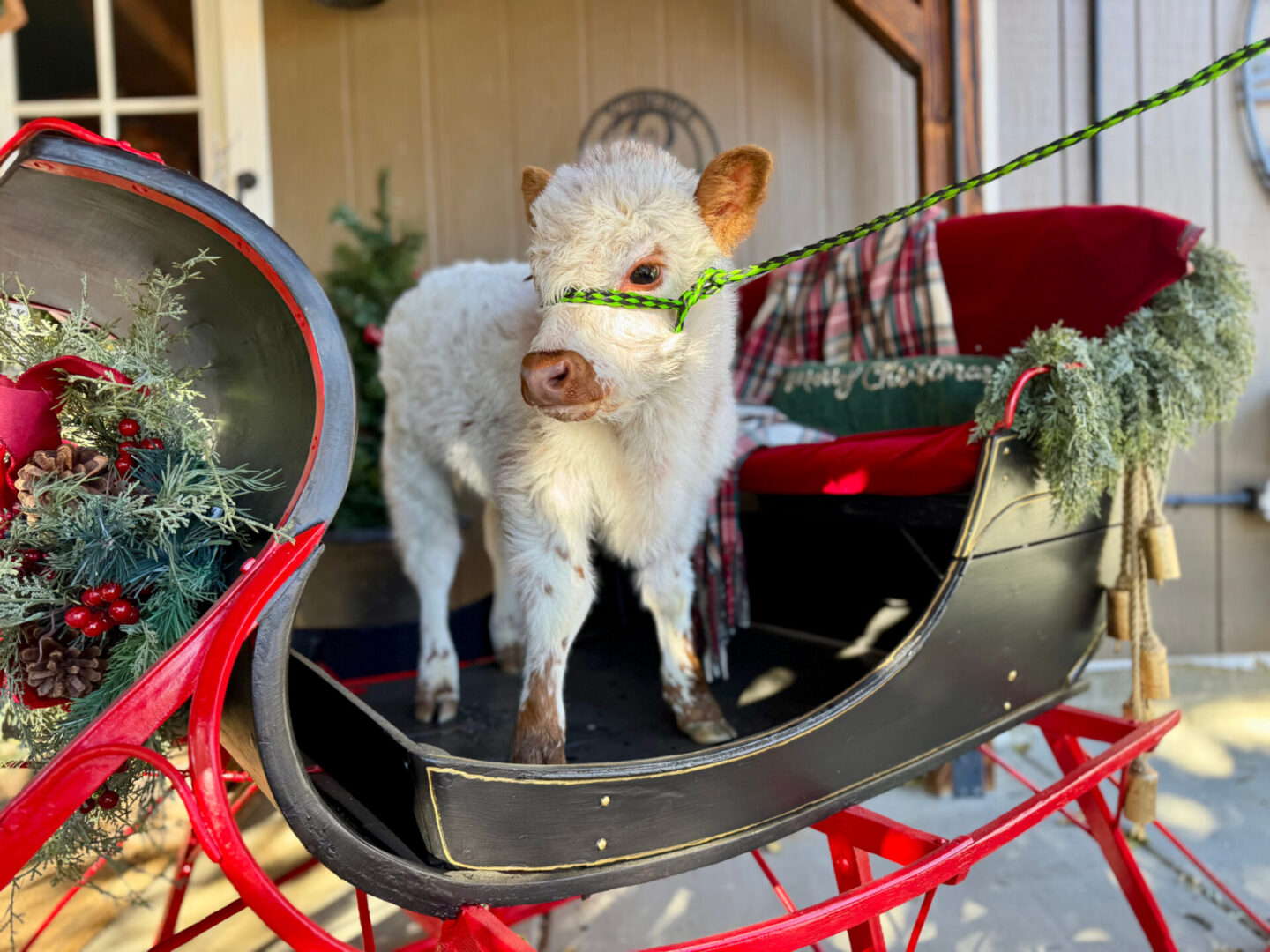 A small white lamb stands inside a festive red sleigh.