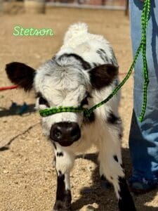 Spotted calf with green rope halter.