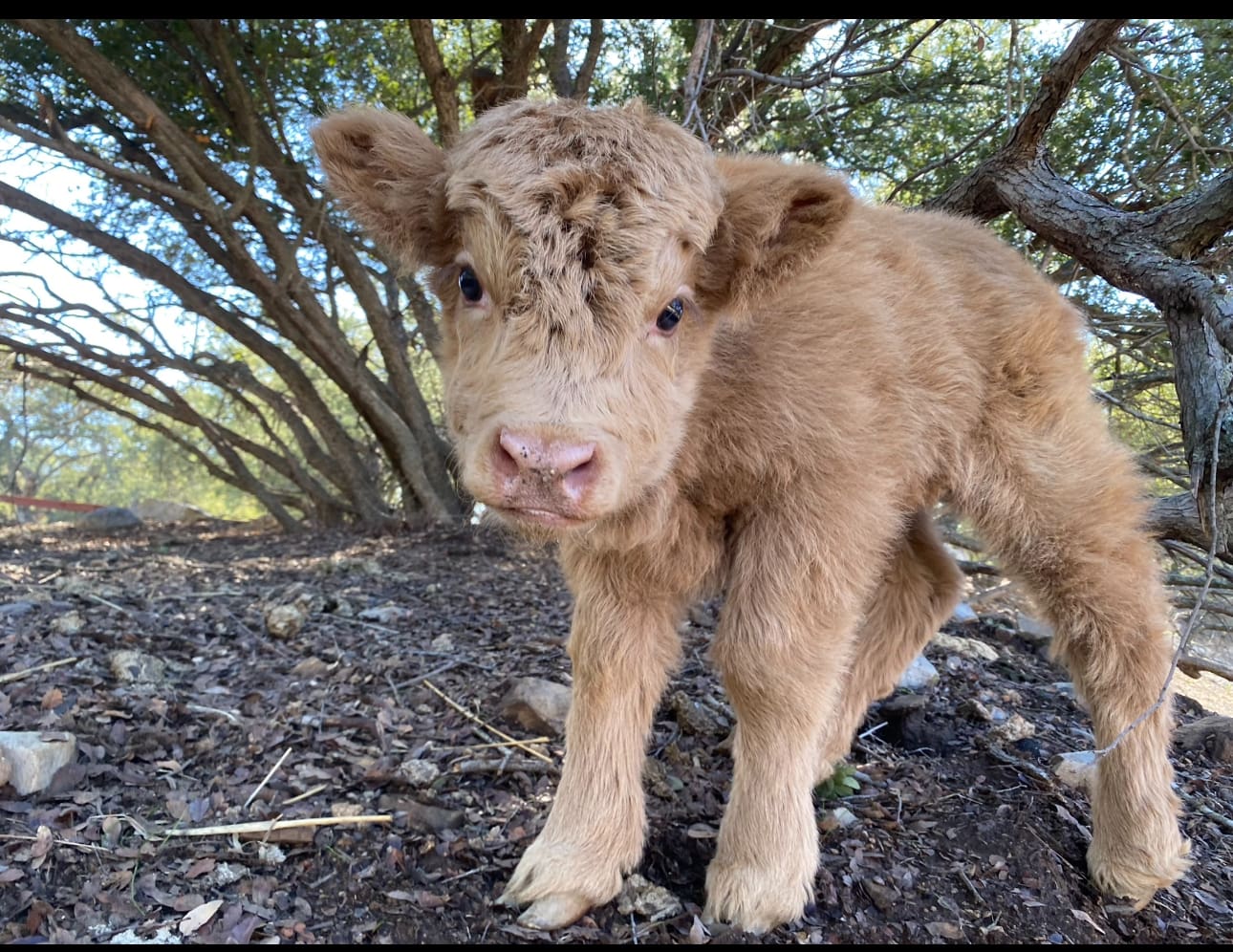 Fluffy calf standing in a wooded area.