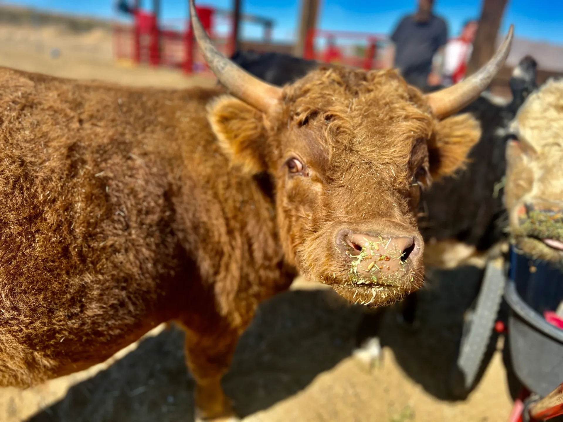 Close-up of a curious brown cow with small horns.