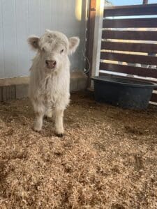 Fluffy white calf standing in barn.