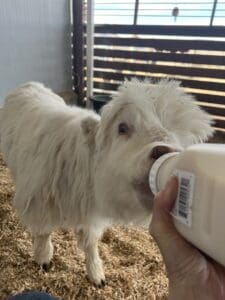 A young goat drinking from a bottle indoors.
