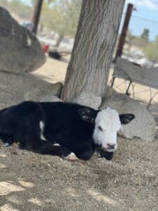 Calf resting under a tree.