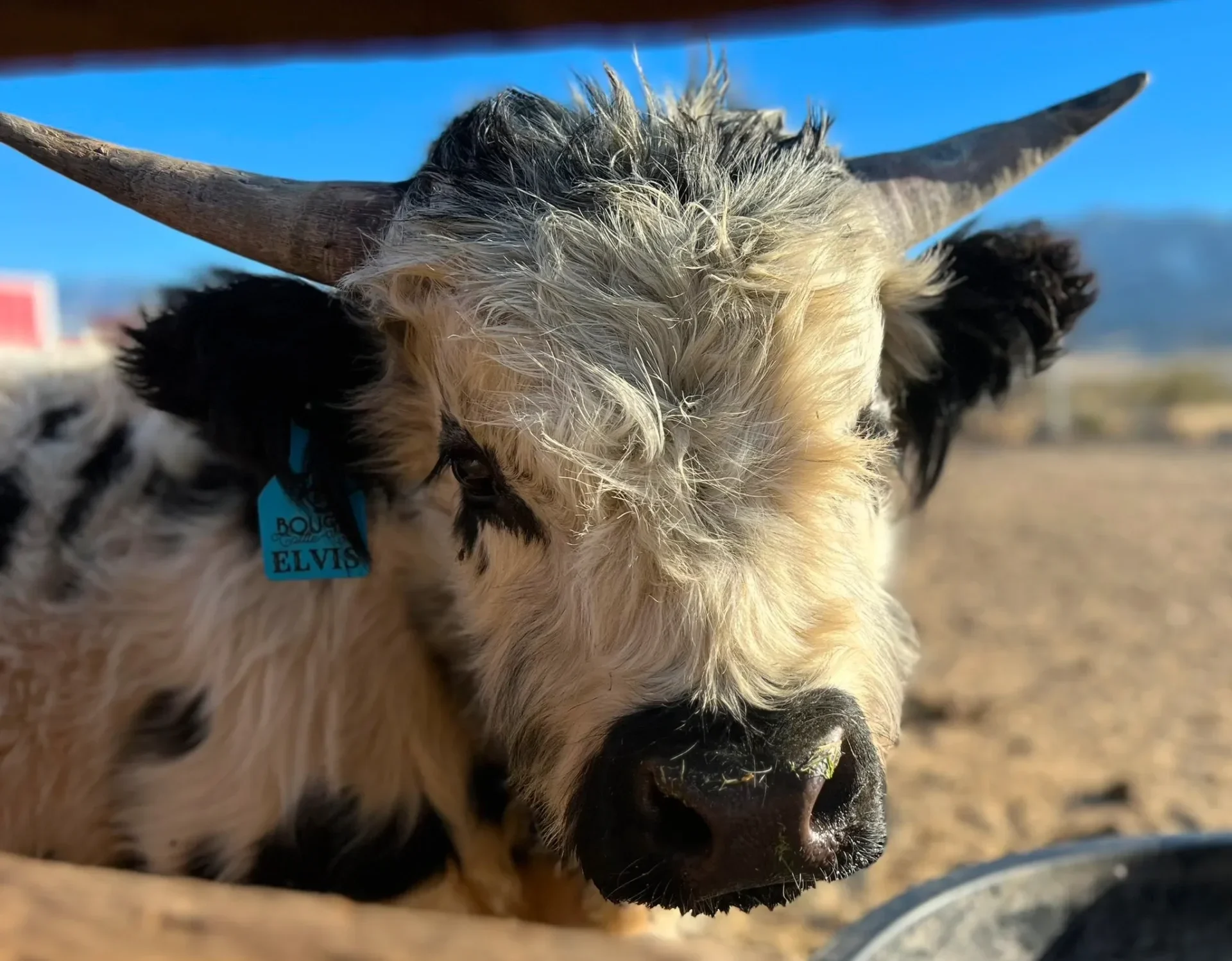 Close-up of a young goat with curly fur and a blue ear tag.