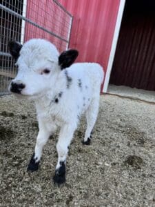 Baby cow standing near red barn.