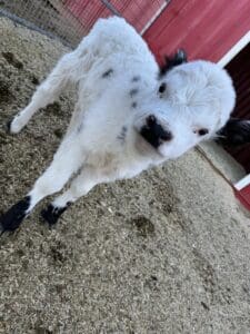 Young calf standing near a red barn.