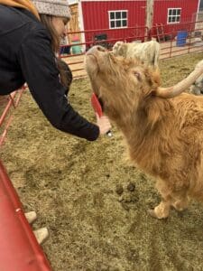 Person brushing a fluffy brown highland cow.