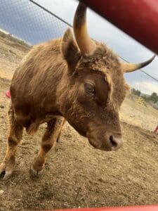 Brown cow with horns in fenced area.