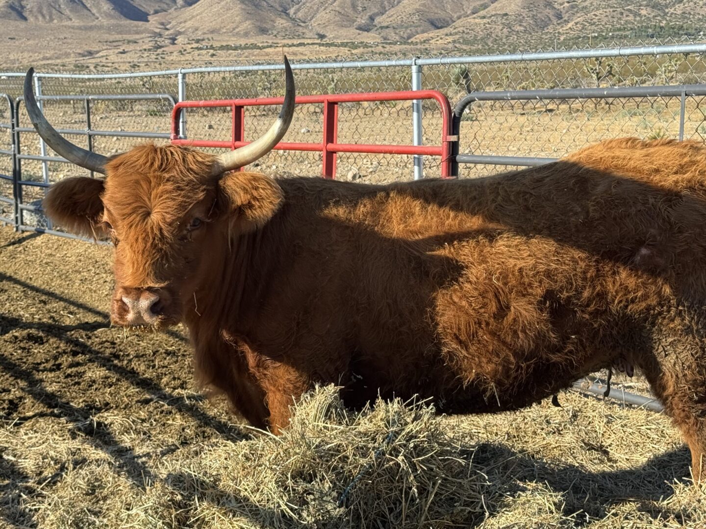 A brown cow resting on hay in a fenced area.