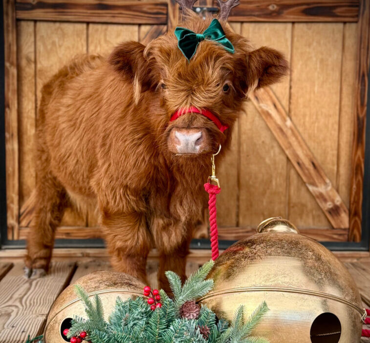 A fluffy calf wearing a green bow and red halter stands indoors.