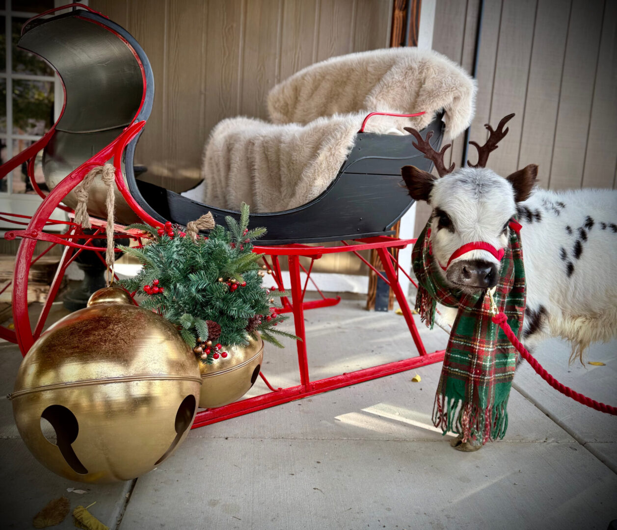 Festive sleigh with reindeer decoration and holiday ornaments.