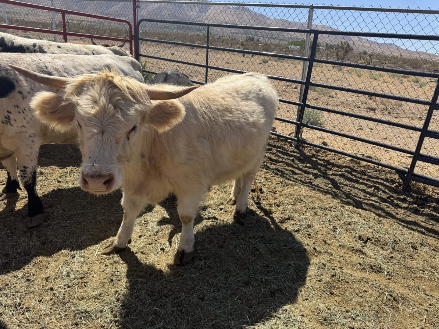 A light-colored calf standing in a fenced pen on a sunny day.