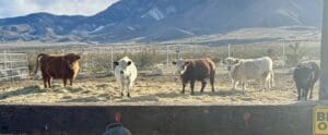 Two cows standing on a dry patch of land with mountains in the background.