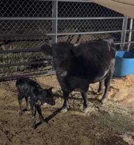 Mama Penny & Lil’ Darlin