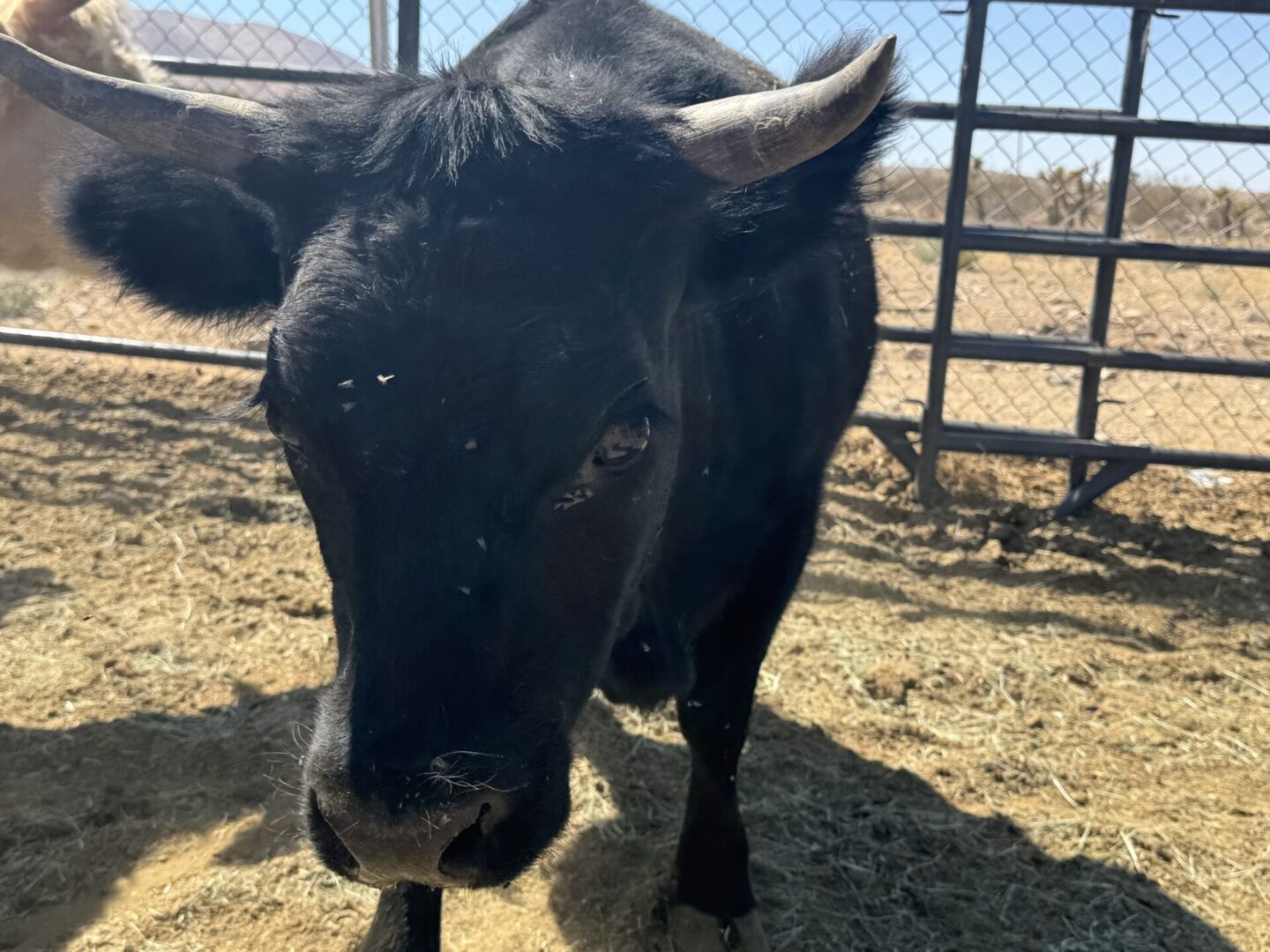 Close-up of a black cow standing in a fenced outdoor area.