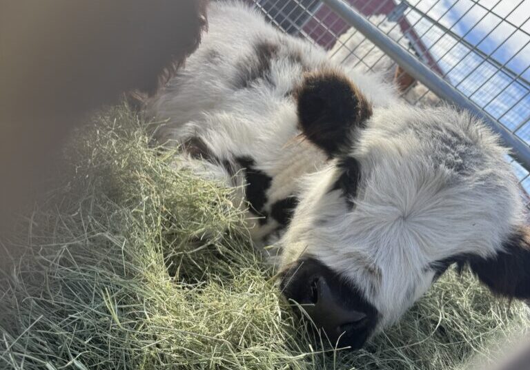 A black and white cow resting on hay inside a fenced area.
