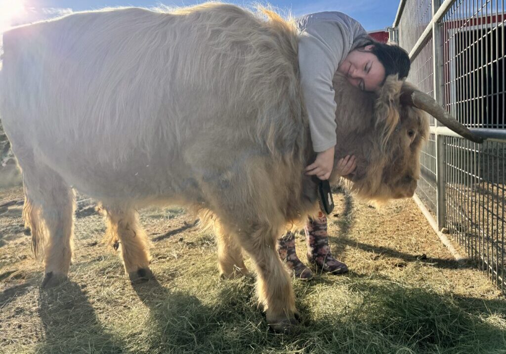 Person hugging a large, light-colored cow outdoors.