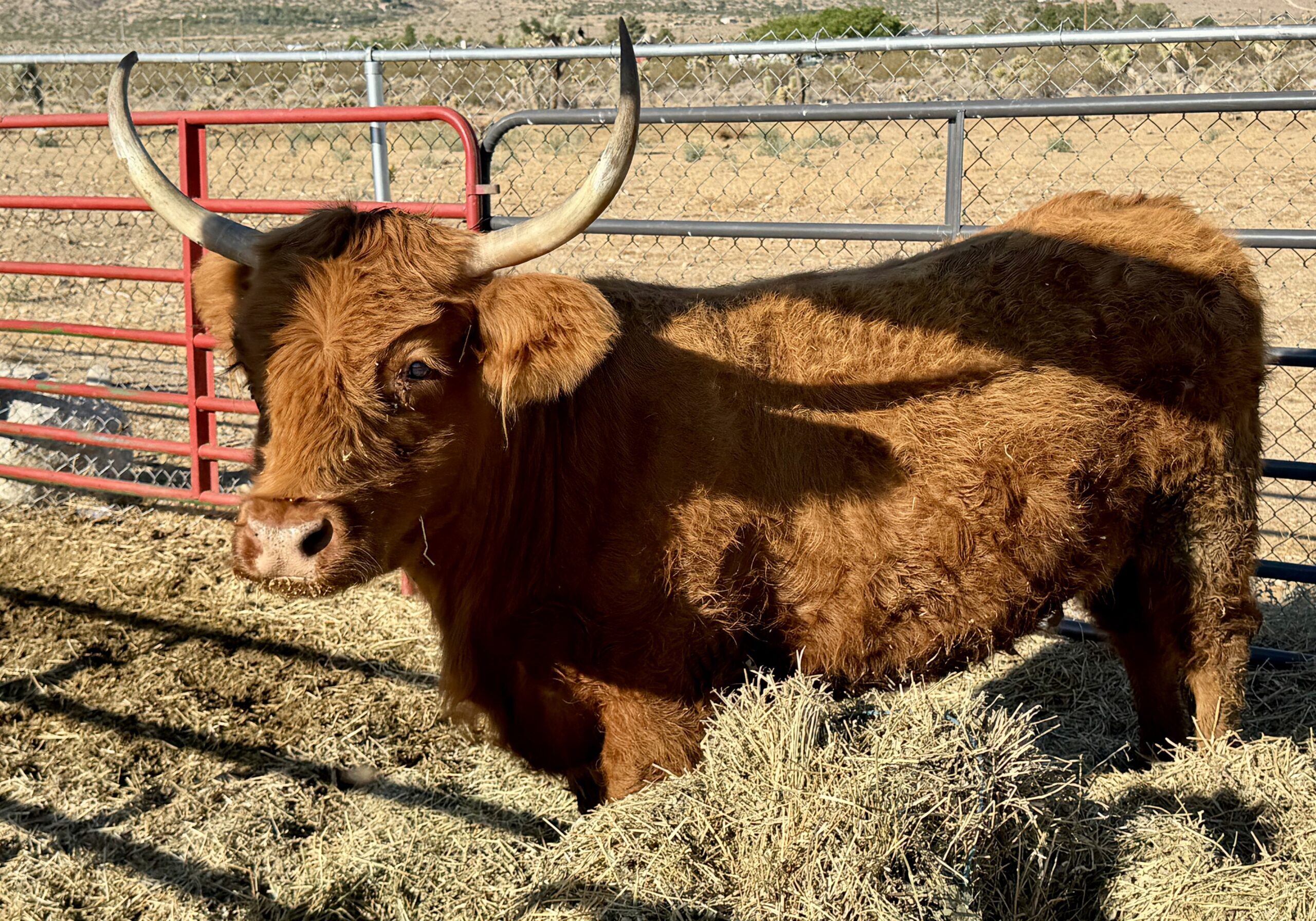 Brown cow with horns in a pen.