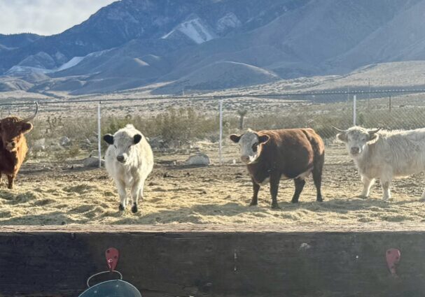Two cows standing on a dry patch of land with mountains in the background.